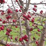 Il biancospino con le sue caratteristiche bacche rosse commestibili